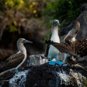 Fragatas patas azules