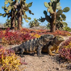 Full Day Isla Plazas